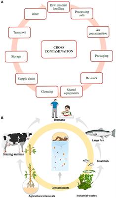 The Sources of Chemical Contaminants in Food and Their Health Implications